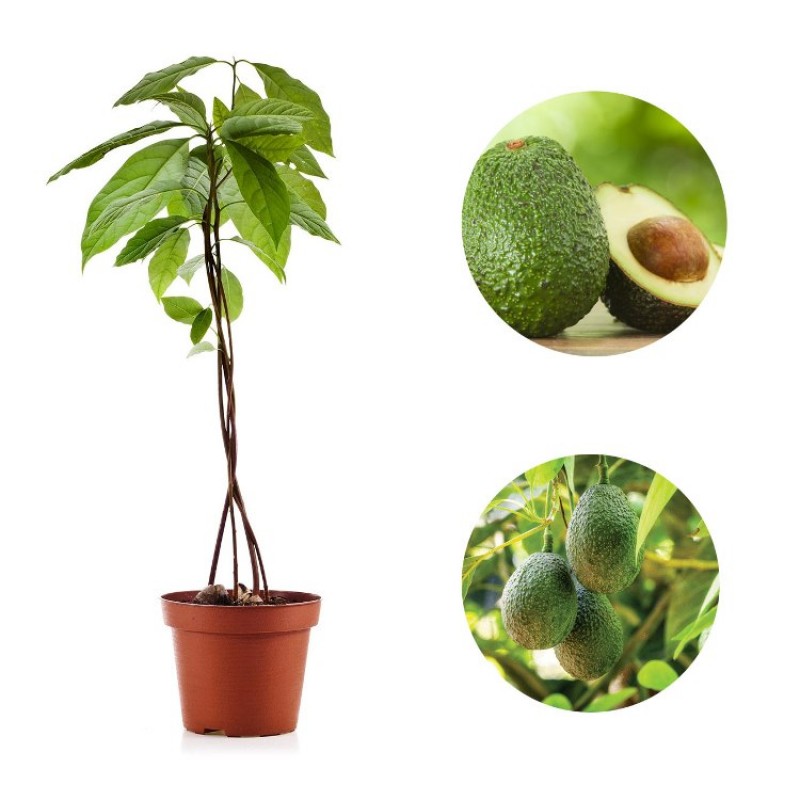 Avocado Plant Persea Americana | Butter Fruit Plant - PlantsBd Bangladesh