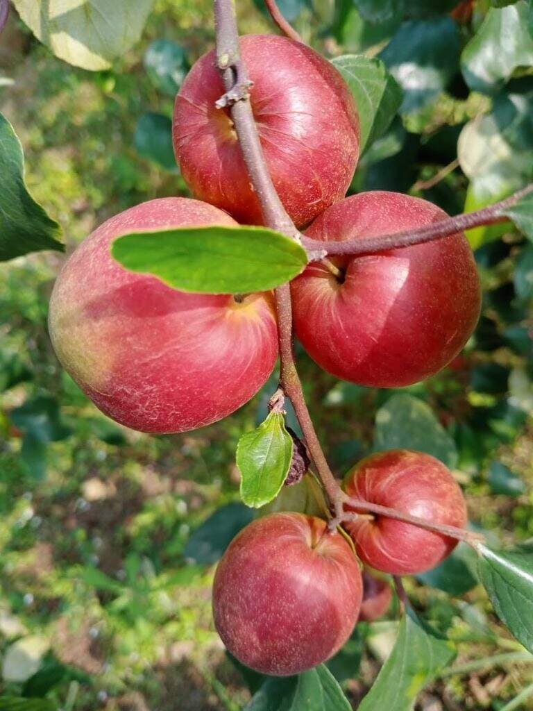 Ber - Red Apple Ber Grafted Plant