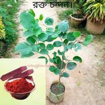 Red blood sandalwood plant