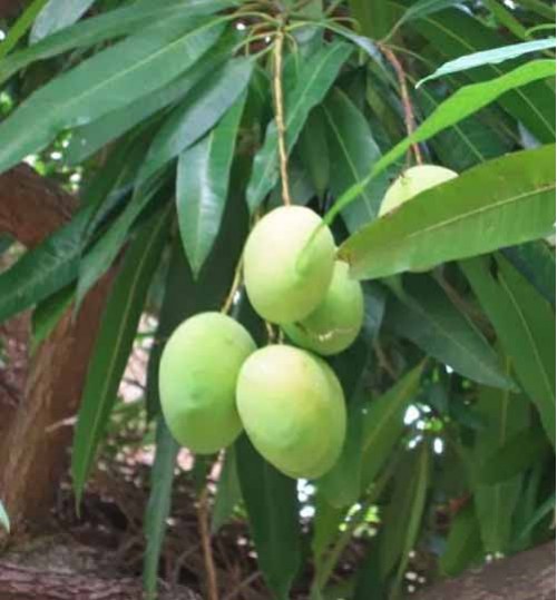 Thai Katchamitha Mango Plant