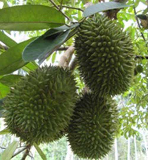 Malaysian Durian Tree Plant