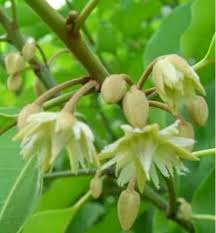 Bokul Ful Tree Plant