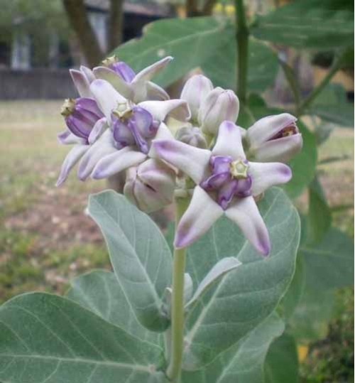 Akondo Tree Plant