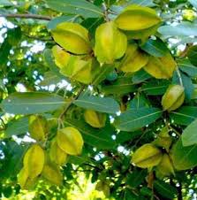 Arjun Tree Plant