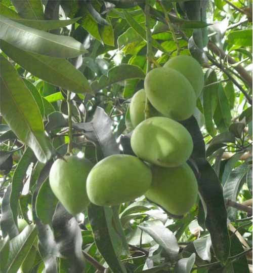 Amrapali Mango Plant