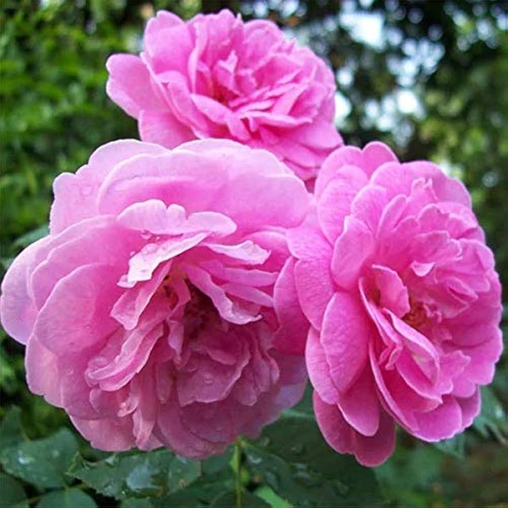 damascus rose/scented rose