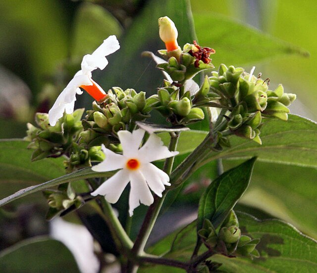 Shiuli flower