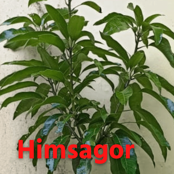 Himsagar Mango