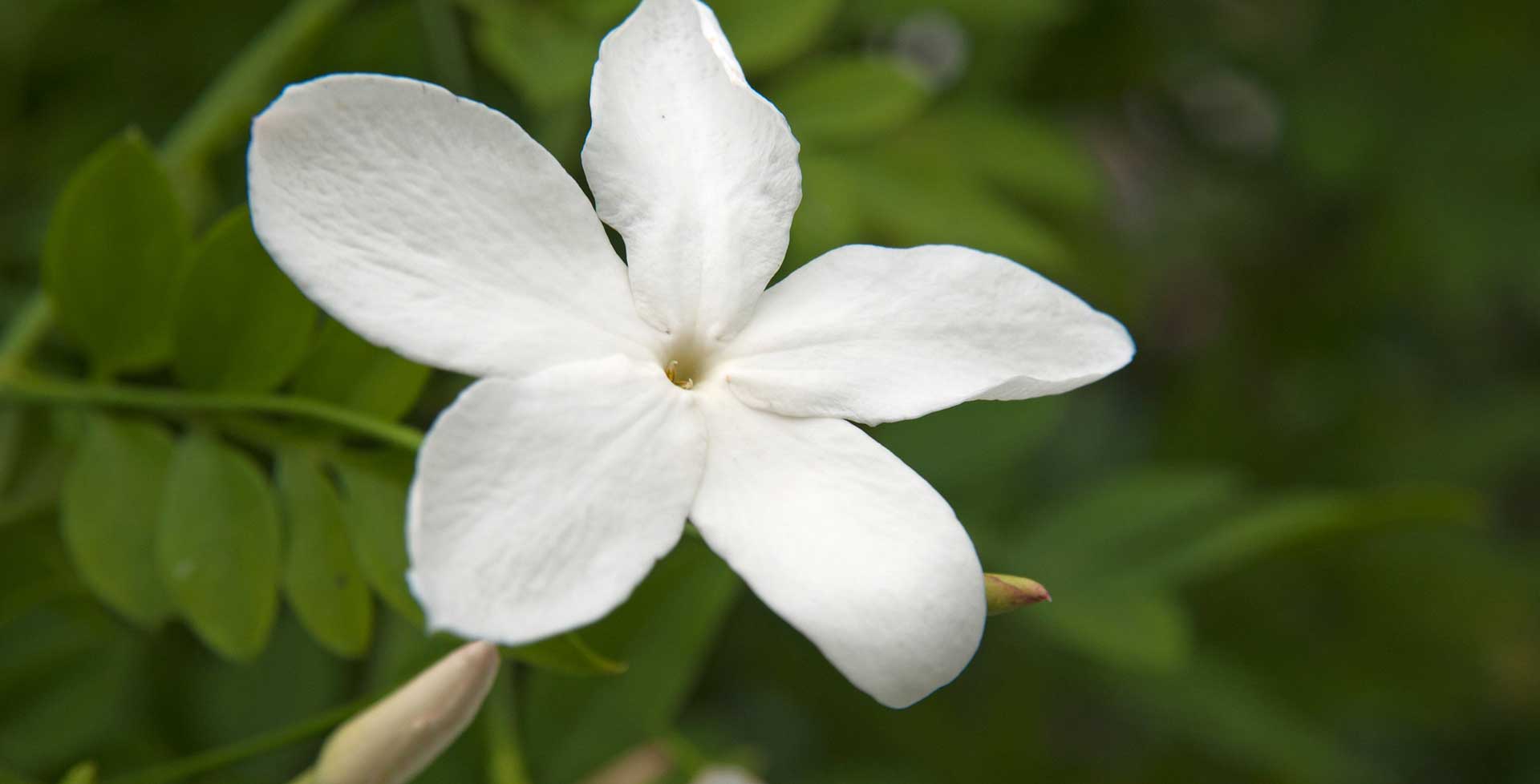 Jasmine