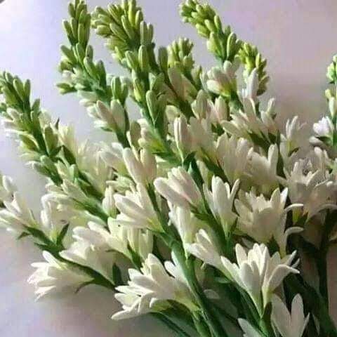 রজনীগন্ধা (Tuberose) 