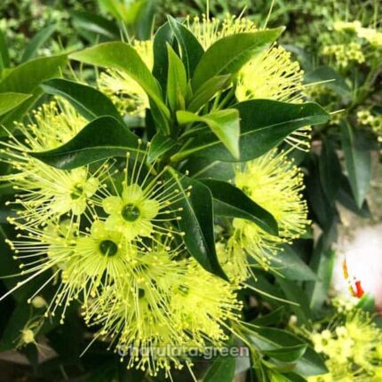 ফার্স্ট লাভ ( First Love )