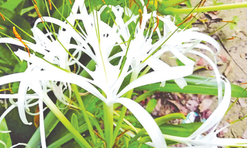 দও কিয়া ফুল( Kewra / Kewda )