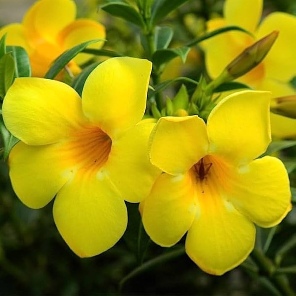 আলমান্ডা ফুলের (Allamanda Flower)