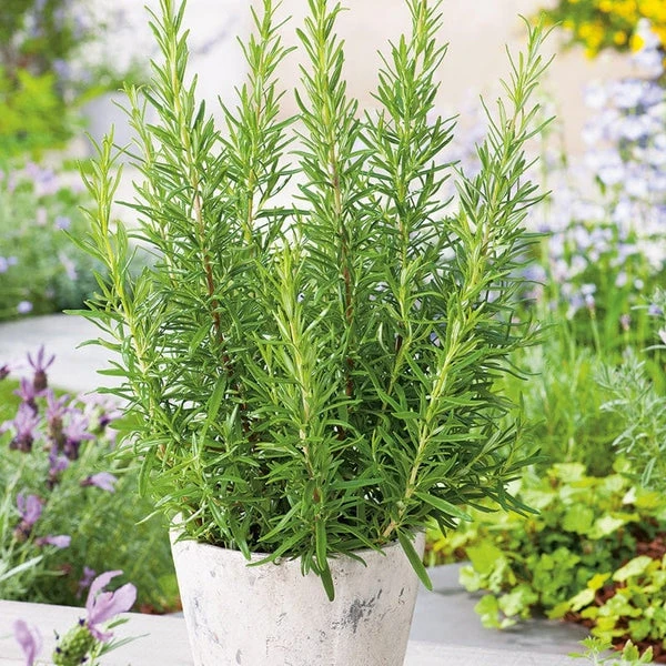 Rosemary plant ( রোজ মেরি )