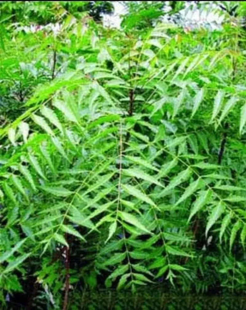 Neem tree( নিম গাছ