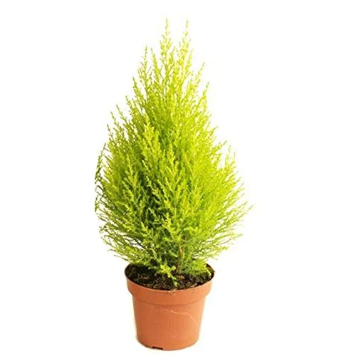 Golden Cyprus ( গোল্ডেন সাইপ্রাস )