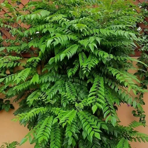 MURRAYA KOENIGII (কারি পাতা)
