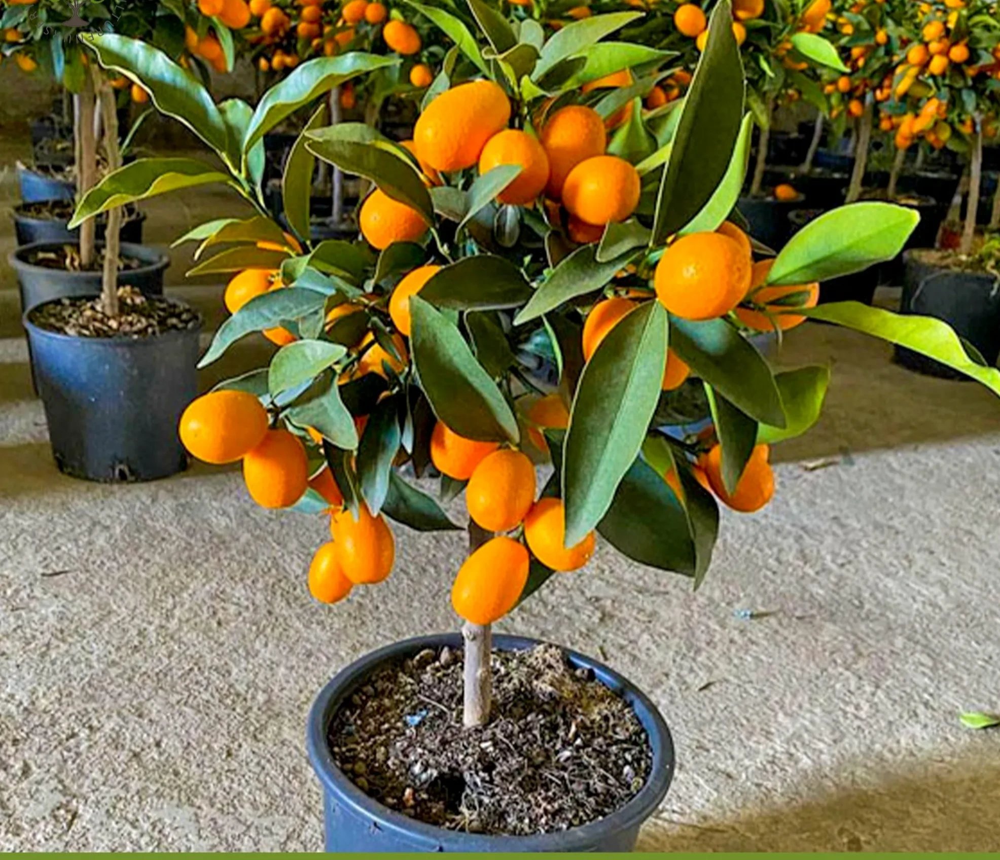 Sweet lemon