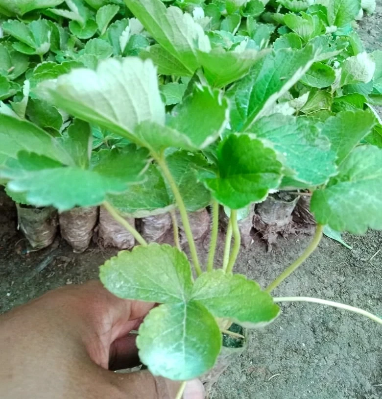 Strawberry ( স্ট্রবেরি )