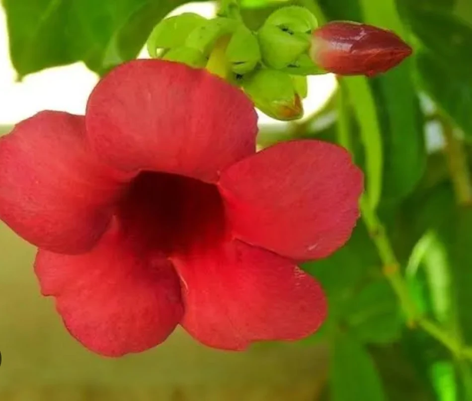 আলমান্ডা ফুলের (Allamanda Flower)