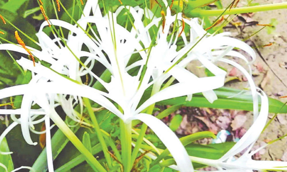 স্পাইডার লিলি (Spider Lily)