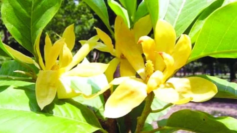 স্বর্ণচাঁপা  Michelia champaca / Magnolia champaca)