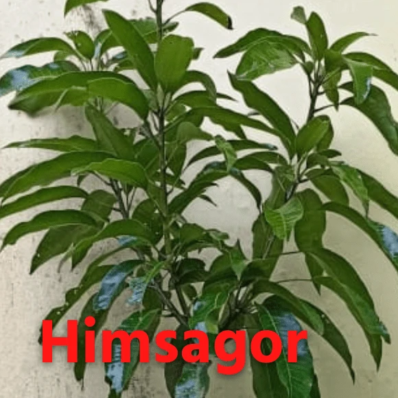 Himsagar Mango