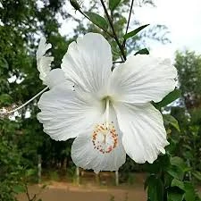 White Joba Indian Hybrid