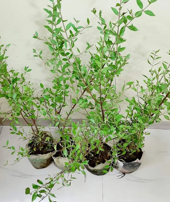 Mehndi tree