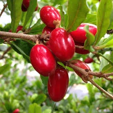 Miracle berry tree