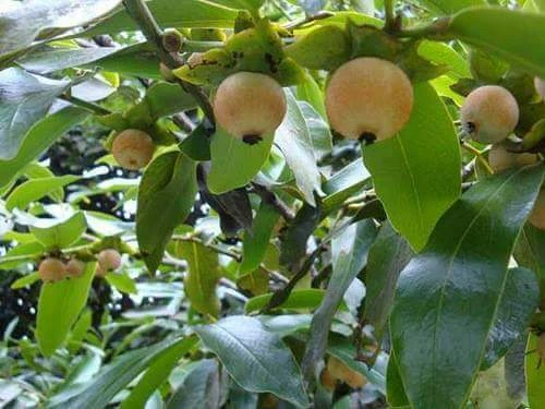 Cawfol Plant