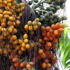 Hybrid Supari Plant