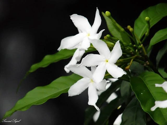 Maloti Flower Plant কাঠ মালতী ফুল 