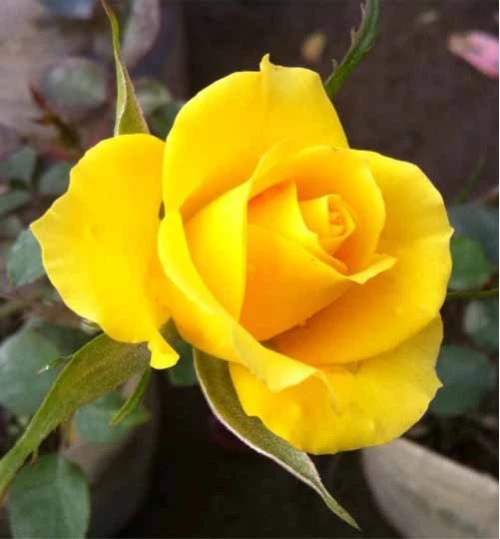 Yellow Rose Plant