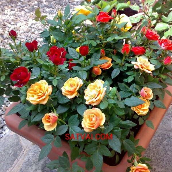 Pink Rose Plant