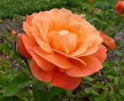 Orange Rose Plant