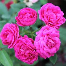Hazari Rose Plant