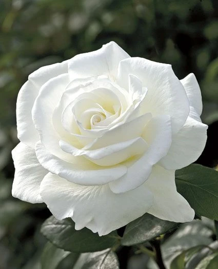 Doble White Rose