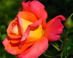 Changer Rose 3 Colour