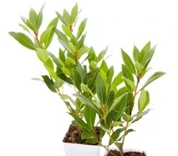 Tejpata Plant
