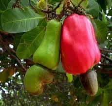 Kaju Badam Plant
