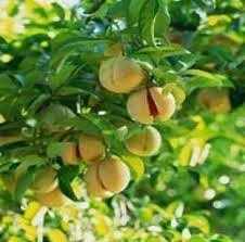 Jaifal Tree Plant – Spice
