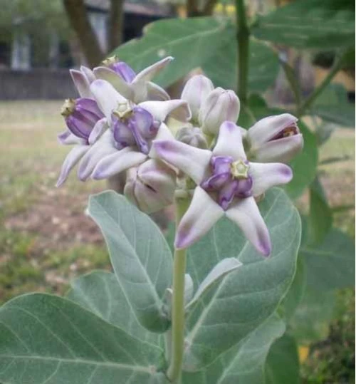 Akondo Tree Plant