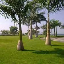  Royal Palm Plant