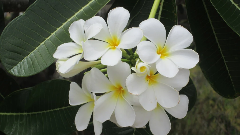 Plumeria White (kath golap)