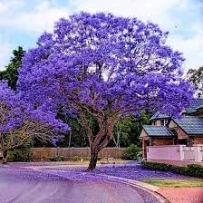 Jacaranda Flower Tree Plant