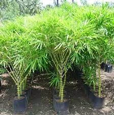 Ghoti Bamboo