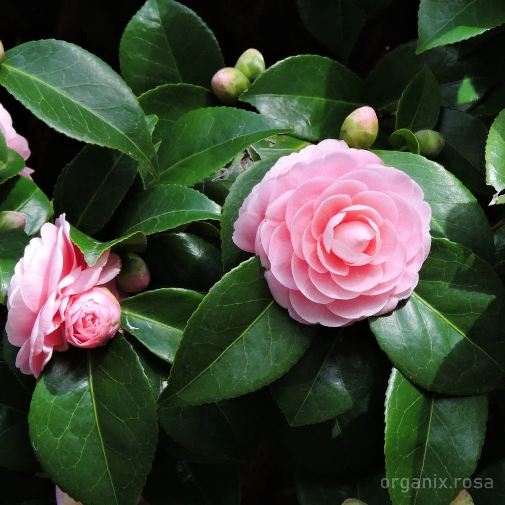 Camellia Flower Plant Indean
