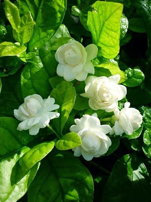 Belly Flower Plant