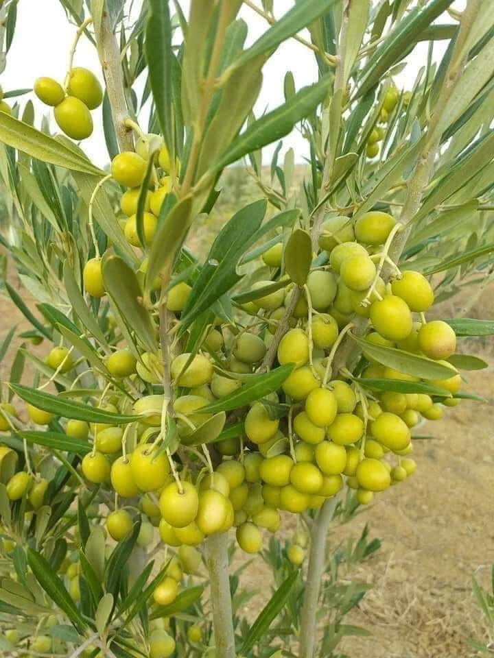 Zaitun Fruit Plant